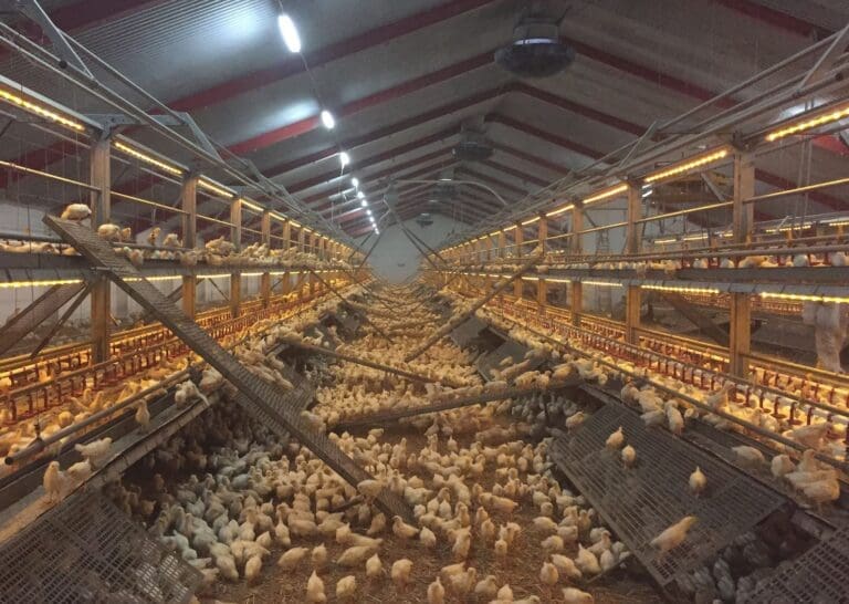 Aviary System - Kasvatusjärjestelmät