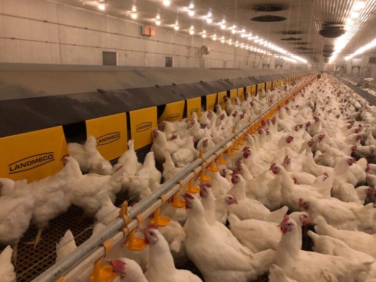 Juomalinjat- Broilerin tuotanto