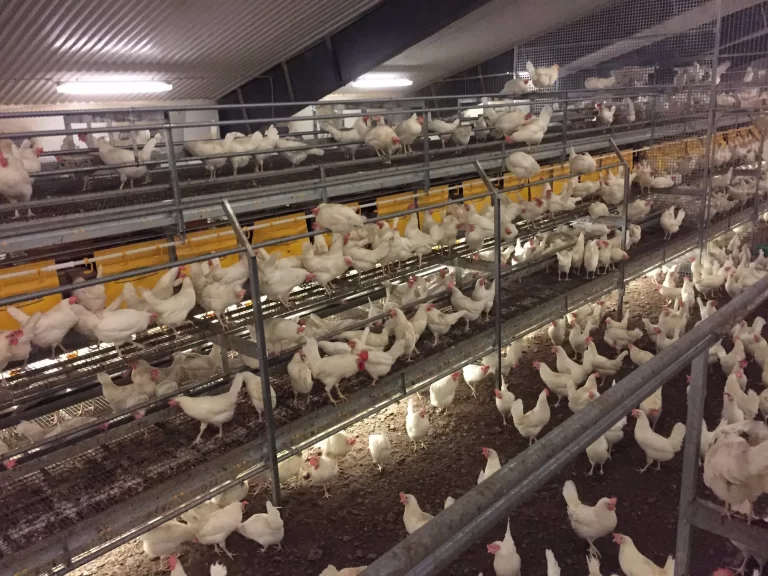 Kerroslattia kanala Combo- Kananmunan tuotanto