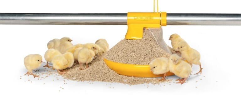 Ruokkijalinjastot - Broilerin tuotanto